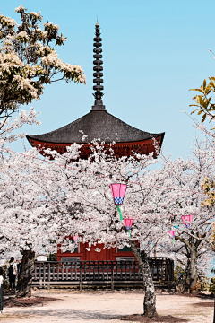 多来西多采集到古