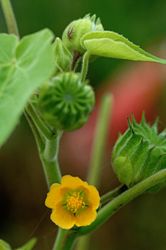 锦葵科苘麻属 苘麻又名:白麻,通称青麻,野苎麻,八角乌,孔麻1小幺儿amp