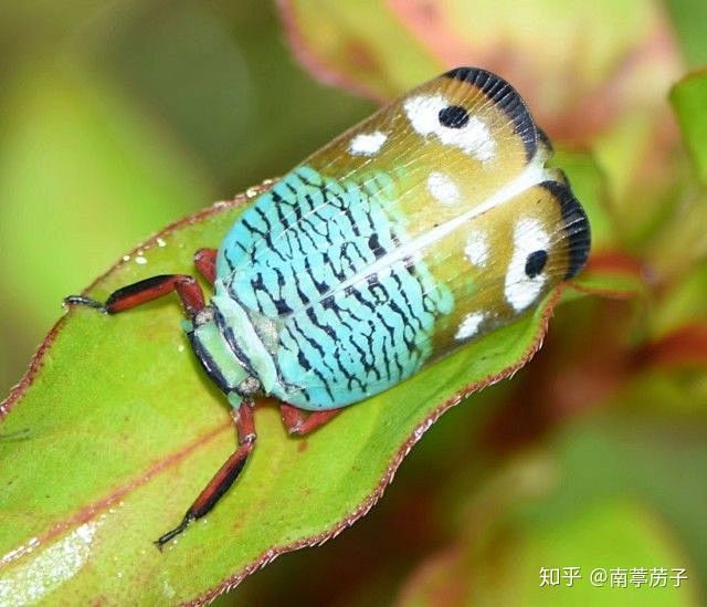 颜蜡蝉eurybrachidae