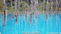 位于日本北海道的美瑛青池Blue Pond，一年四季都如油画一般的明艳动人。那一抹蓝更是让人心醉！