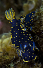 nudibranch | Animals | Pinterest