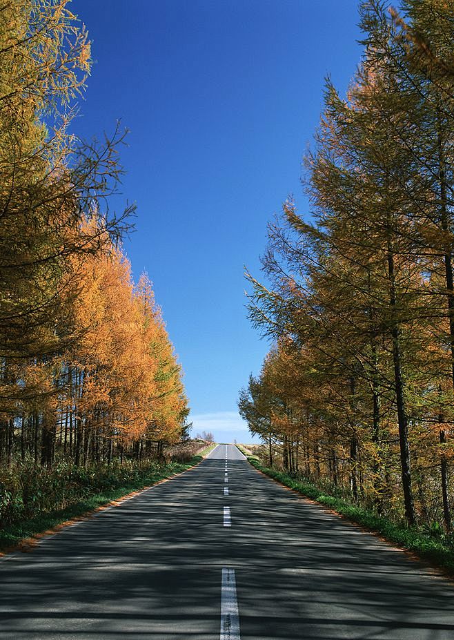 道路、绿道景观