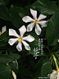白花九宫格，个人非常喜欢白色花，仅选九种白花来给这个热夏带些静谧的清爽。