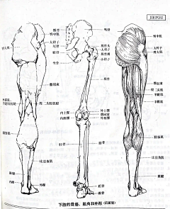 宇宙超级无敌花采集到基础-解剖