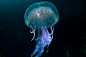 用影像捕捉“幽灵水母”




 						蔚蓝色的北大西洋里，一只紫水母悬浮在海中，伞状身体如同一个光彩夺目的彩球，光带随波摇曳，而水母灵动的触角，散发出幽灵般的光芒。英国威尔士摄影师理查德·舒克史密斯在苏格兰Sula Sgeir岛水域拍摄下这张照片。该照片获得年度英国野生动物摄影大赛总冠军。“你感觉自己来到了地球的尽头，一块无人涉足的圣地。只有我们几个疯狂的先锋探索者，以及在这个世外桃源生活的美丽海鸟和海洋生物。”近日，理查德在接受《外滩画报》专访时表示。