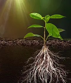 根茎图片大全-根茎高清好看的图片--花瓣用户dWOHjvLh的画板