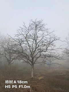 橘子时空采集到北方落叶花乔