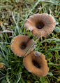 frozen mushrooms by Robert Glöckner on 500px