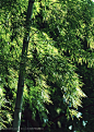 竹林风景-一颗竹子上的竹叶摄影背景桌面壁纸图片素材