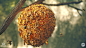 Not the Bees!, Javier Perez : 100% Substance Designer. Bees, Honeycomb, Honey, Branch; All made with Substance Designer. Rendered in Marmoset Toolbag