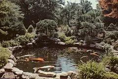 好看的水中穿行锦鲤摄影图片