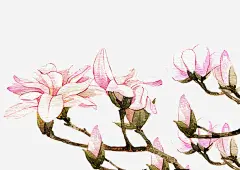 二十四番花信风立春三侯望春高清素材 二十四节气 单页 插画 春天 望春 海报 点缀 立春 粉红 花朵 装饰 免抠png 设计图片 免费下载