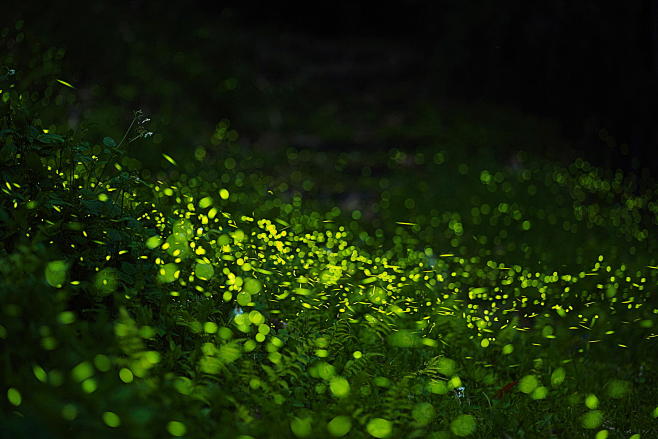 Photograph Firefly @...