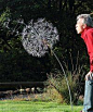 Wire Sculptures of Fairies and Dandelions Dancing with the Wind - by Robin Wight