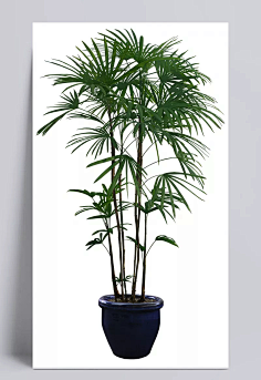 盆栽psd素材04图片|psd素材,环境设计,园林景观,植物盆栽,盆栽,盆景