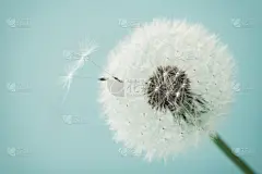 蒲公英,仅一朵花,大特写,羽毛,蒲公英种子,天空,贺卡,风,水平画幅,纹理效果