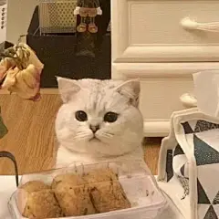 猫咪头像 - 高清图片，堆糖，美图壁纸兴趣社区