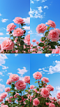 adamslee_Commercial_photography_pink_rose_background_blue_sky_A_8c168f9c-caef-461f-9a25-31565eedd6bd