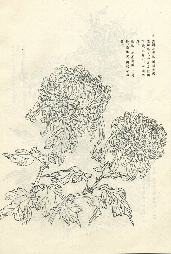 菊谱---白描菊花(70p)陆续发,朋友...