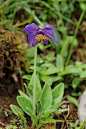 长果绿绒蒿Meconopsis delavayi.jpg