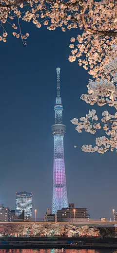 每天壁纸 每天好心情 日本的樱花#手机壁纸##手机壁纸无水印##樱花##日本樱花季##日本旅游# ​​​​