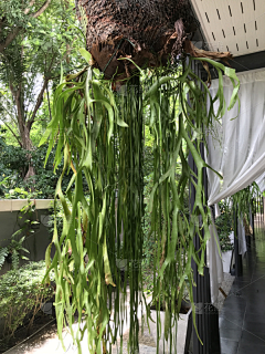 靓馨宝贝采集到F—附生植物