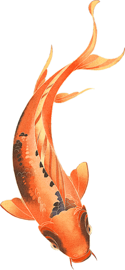 手绘景鲤插画景鲤