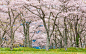 樱桃树,樱之花,自然,温带的花,美,水平画幅,绿色,地形,樱花,樱桃