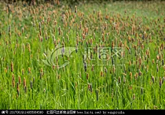 稗草草地 杂草丛生 密密麻麻 绿色植物 草本植物 牛马饲养原料 生长茂盛