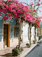 Late afternoon walks under the bougainvillea blooms.#garden #plant#flower