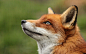 狐狸头发鼻子肖像摄影高清图片
