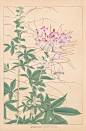 Spider Plant from Chigusa Soun Flowers of Japan Woodblock Prints 1900