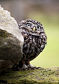 Cute Owls | Cutest Paw