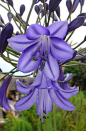 ~~Two Blue for the Spirit, Kirstenbosch Botanical Gardens, South Africa ~ Agapanthus by Rana Pipiens~~