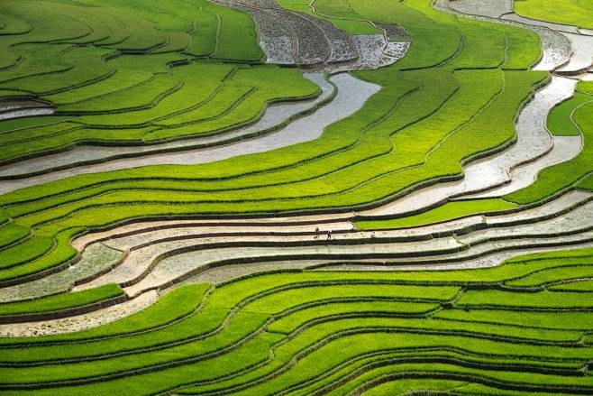 Green Rice Terraces