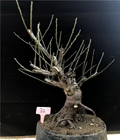实物红梅花盆景原生朱砂梅乌梅腊梅造型树桩室内老桩耐寒盆栽植物-淘宝网