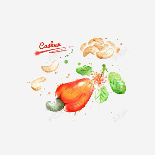 手绘水彩新鲜腰果果实插画 元素 免抠pn...