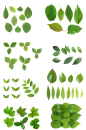 树叶png