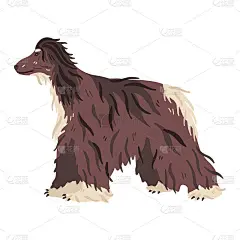 阿富汗猎犬狩猎品种矢量平面插图。长头发的捕食者。宠物护理和美容爱好者的概念。用于展览海报，横幅，社交