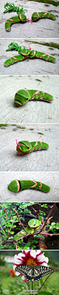 【这不是玩具，这是真的虫子】 @画画的麦浪：院子里的外来生物：柑橘凤蝶幼虫，不但成蝶后漂亮，连幼虫时期都如此超萌有范儿。_图片_抽屉新热榜