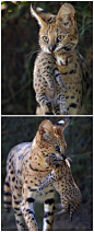 猫猫带娃