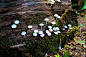 园林景观网-toshihiko shibuya：用地毯钉布置发芽的蘑菇园-园艺天地