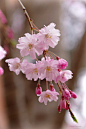  枝垂れ桜 Cherry blossoms
