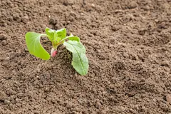 春天,叶子,萝卜,地铁,泥炭,土样,鹰嘴豆沙,肥料,起源,耕地