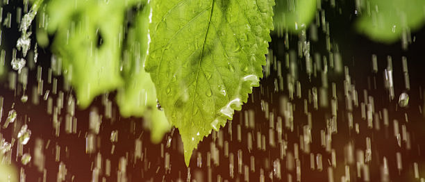 Raindrops on leaves