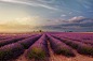 Photograph Sunset in Valensole nr. 2 by Paolo Bugnone on 500px