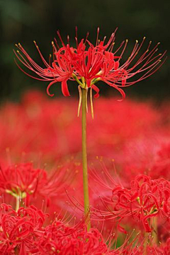 糖心花蕊本人没错了采集到自然——花卉植物