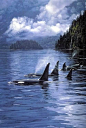 Pacific Northwest Orca pod