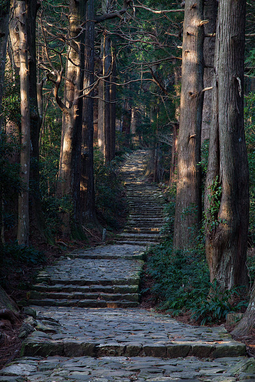 森林的楼梯，日本
Forest Stai...