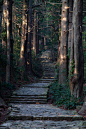 森林的楼梯，日本
Forest Stairs, Japan